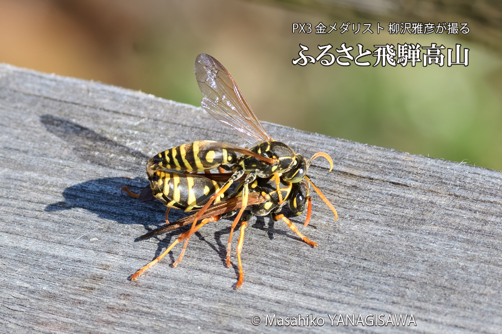 飛騨高山に棲むアシナガバチの写真です。