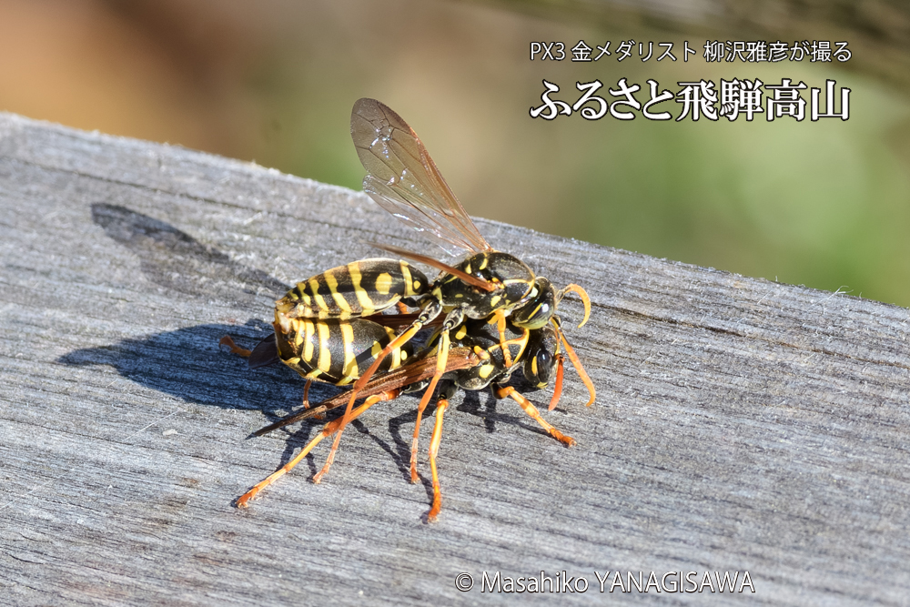 飛騨高山に棲むアシナガバチの写真です。