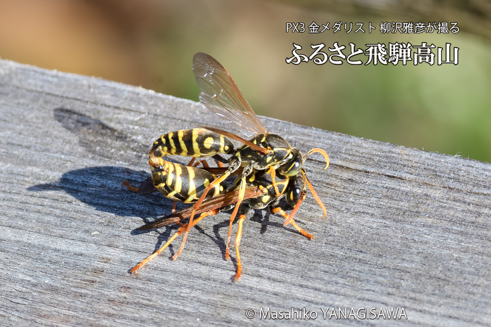 飛騨高山に棲むアシナガバチの写真です。