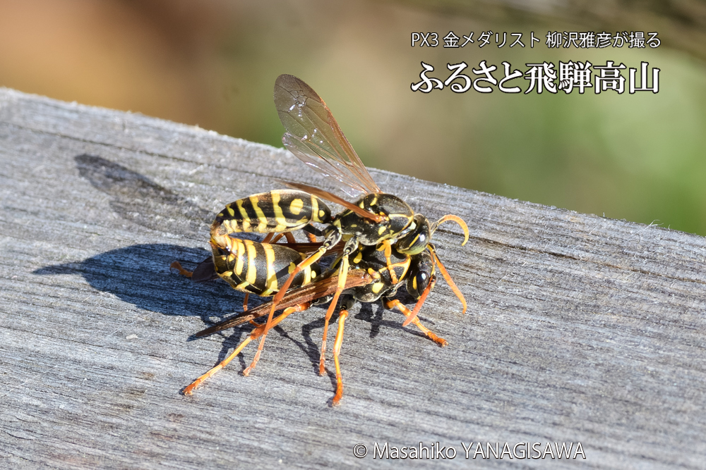 飛騨高山に棲むアシナガバチの写真です。