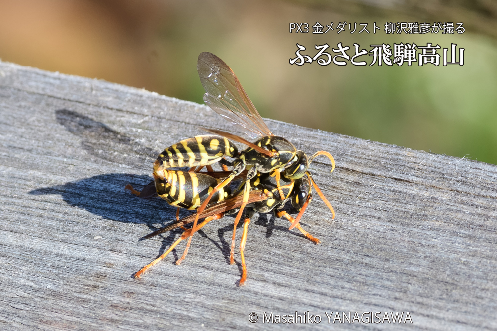 飛騨高山に棲むアシナガバチの写真です。
