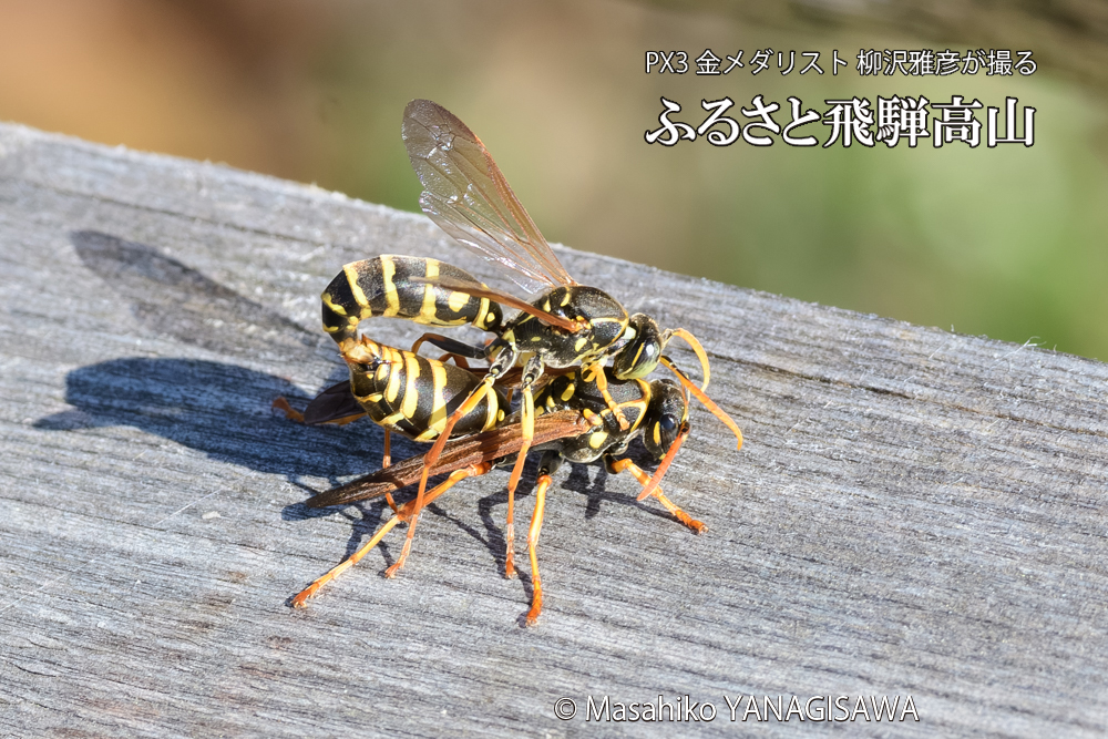 飛騨高山に棲むアシナガバチの写真です。
