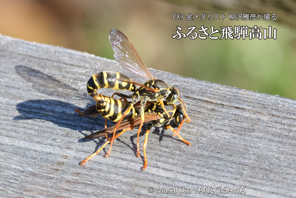 飛騨高山に棲むアシナガバチの写真です。