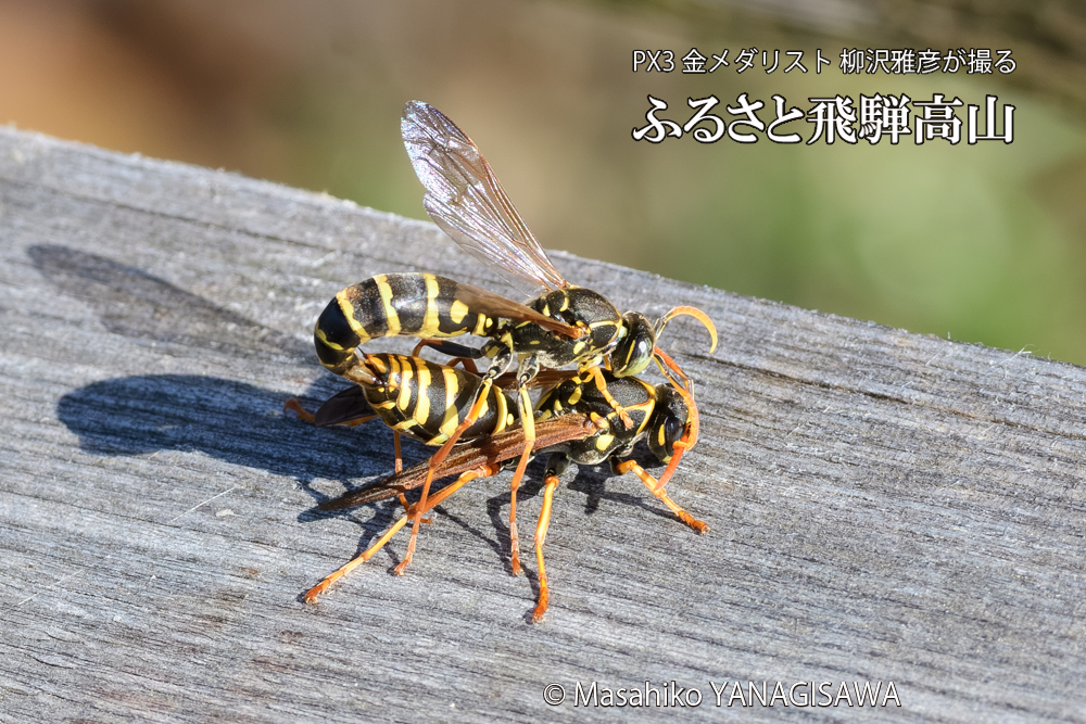 飛騨高山に棲むアシナガバチの写真です。