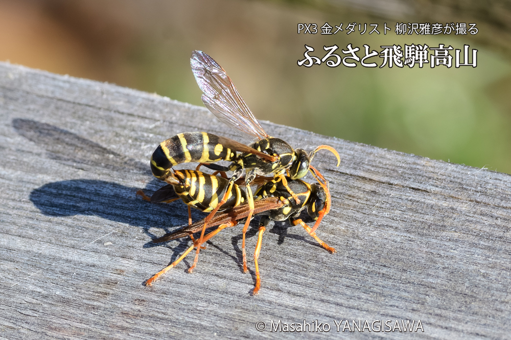 飛騨高山に棲むアシナガバチの写真です。