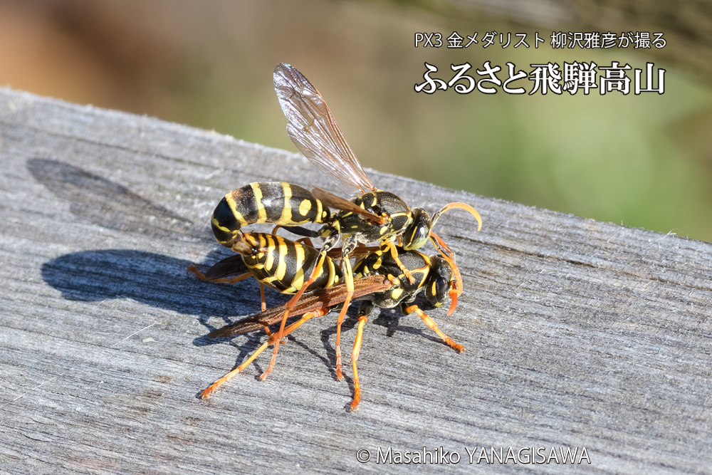 飛騨高山に棲むアシナガバチの写真です。