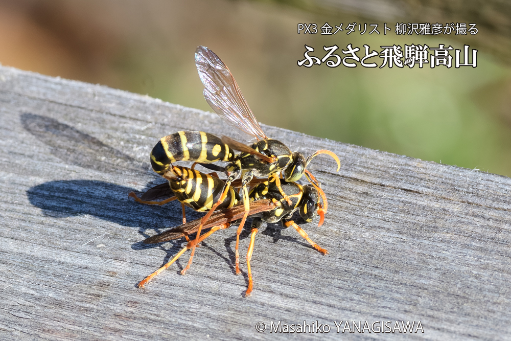 飛騨高山に棲むアシナガバチの写真です。