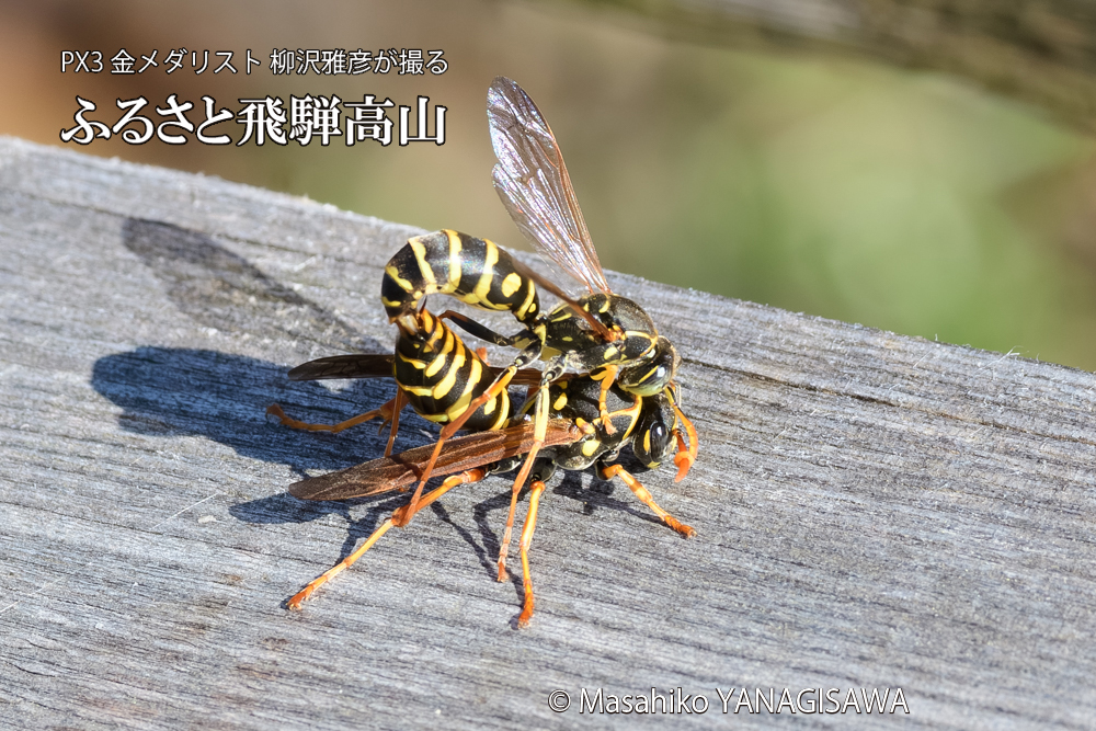 飛騨高山に棲むアシナガバチの写真です。
