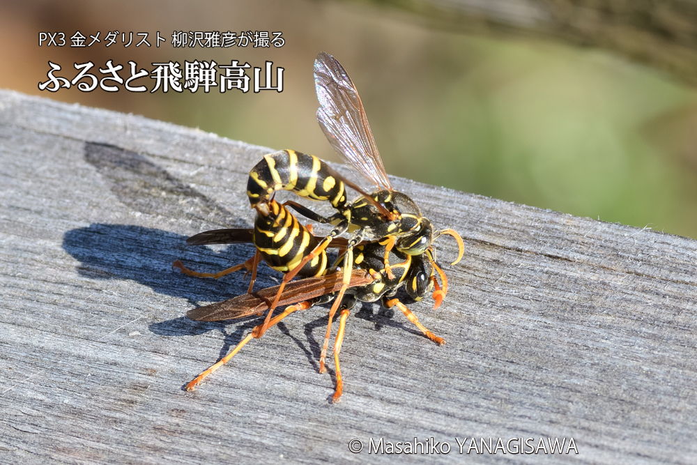 飛騨高山に棲むアシナガバチの写真です。