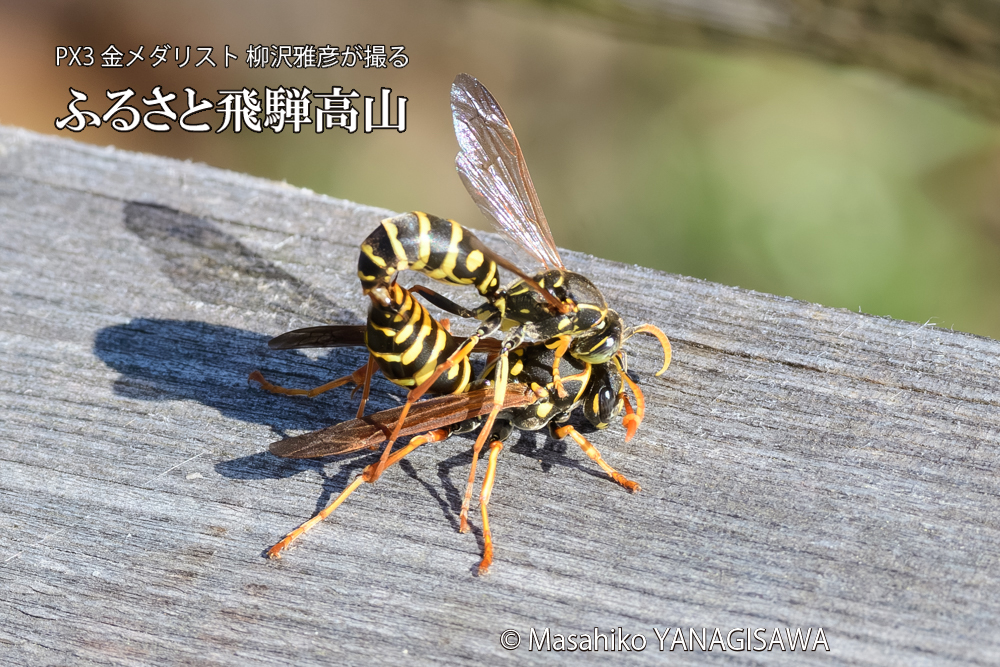 飛騨高山に棲むアシナガバチの写真です。