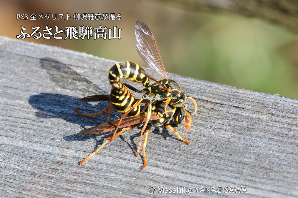 飛騨高山に棲むアシナガバチの写真です。