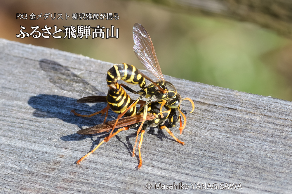飛騨高山に棲むアシナガバチの写真です。