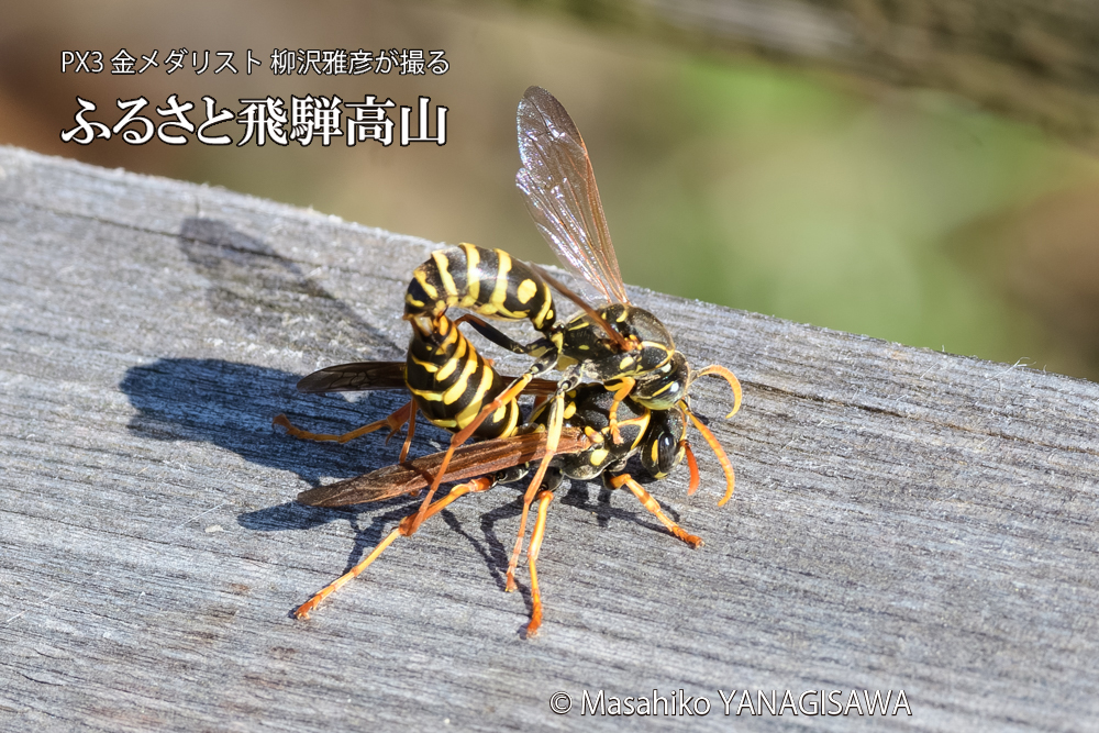 飛騨高山に棲むアシナガバチの写真です。
