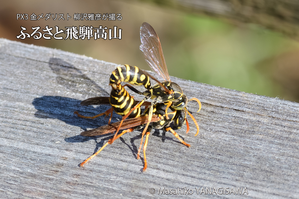 飛騨高山に棲むアシナガバチの写真です。
