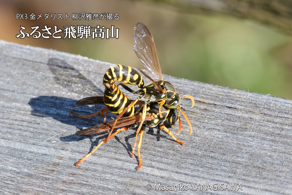 飛騨高山に棲むアシナガバチの写真です。