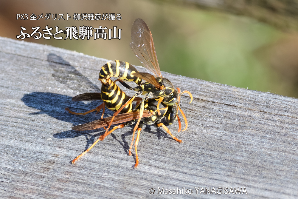 飛騨高山に棲むアシナガバチの写真です。