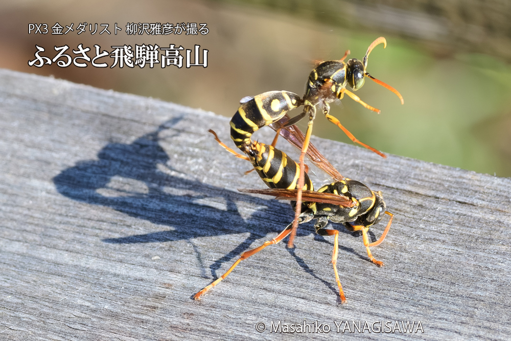 飛騨高山に棲むアシナガバチの写真です。