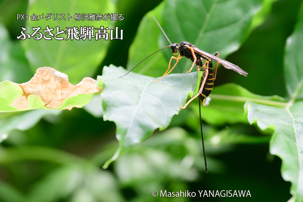 飛騨高山に棲むオナガバチの仲間の写真です。