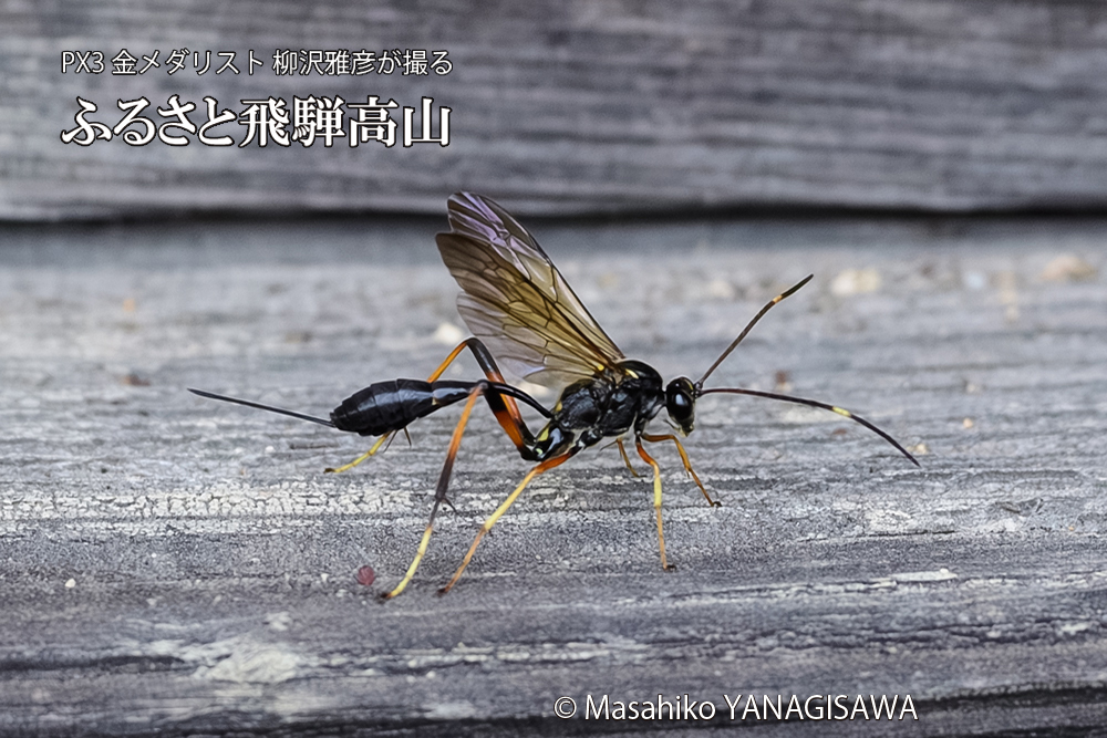 飛騨高山に棲むヒメバチの仲間の写真です。