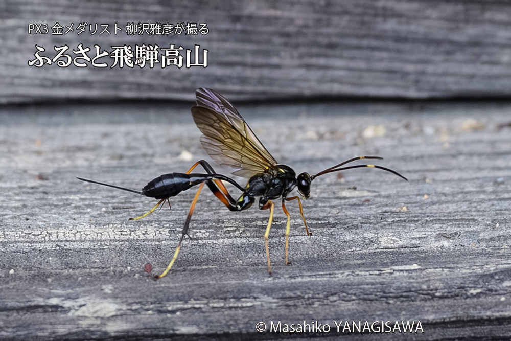 飛騨高山に棲むヒメバチの仲間の写真です。