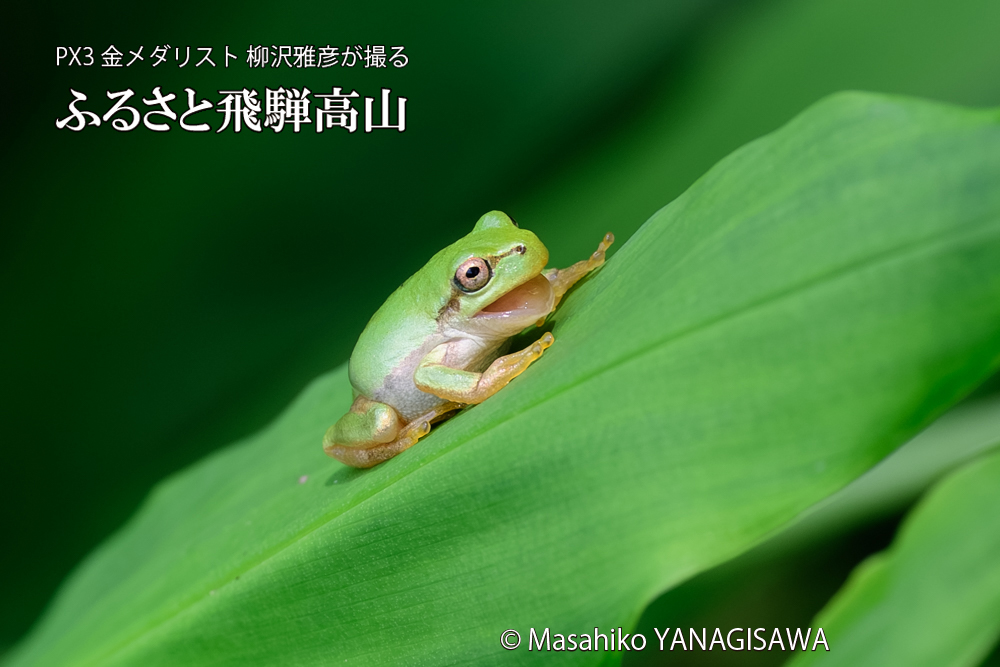 飛騨高山に棲むアマガエルの写真です。