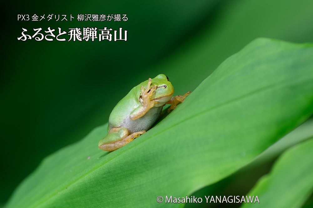 飛騨高山に棲むアマガエルの写真です。
