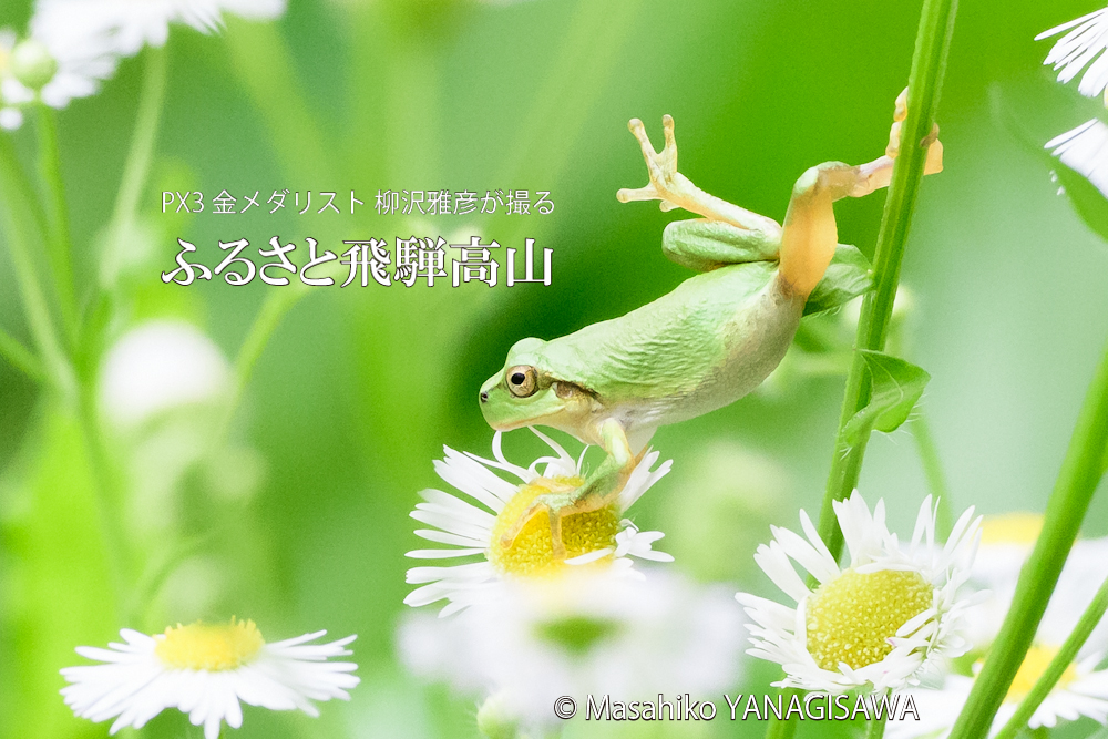 飛騨高山に棲むアマガエルの写真です。