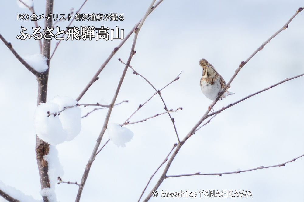 飛騨高山に棲むカシラダカの写真です。
