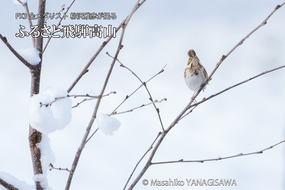 飛騨高山に棲むカシラダカの写真です。