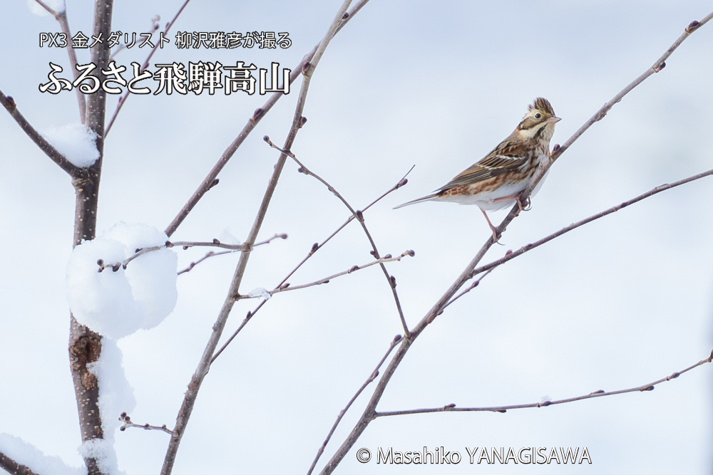 飛騨高山に棲むカシラダカの写真です。