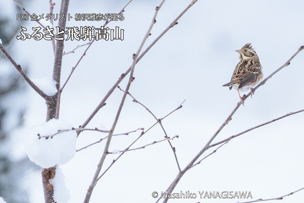 飛騨高山に棲むカシラダカの写真です。