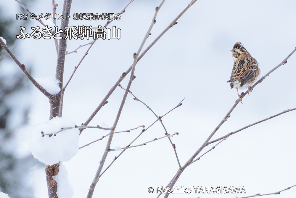 飛騨高山に棲むカシラダカの写真です。