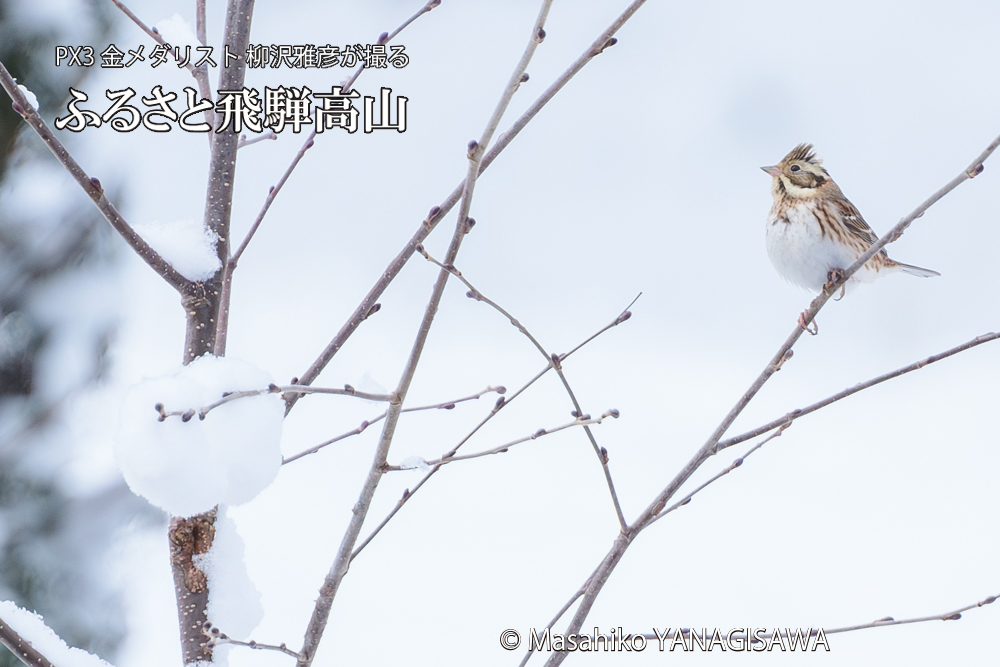飛騨高山に棲むカシラダカの写真です。