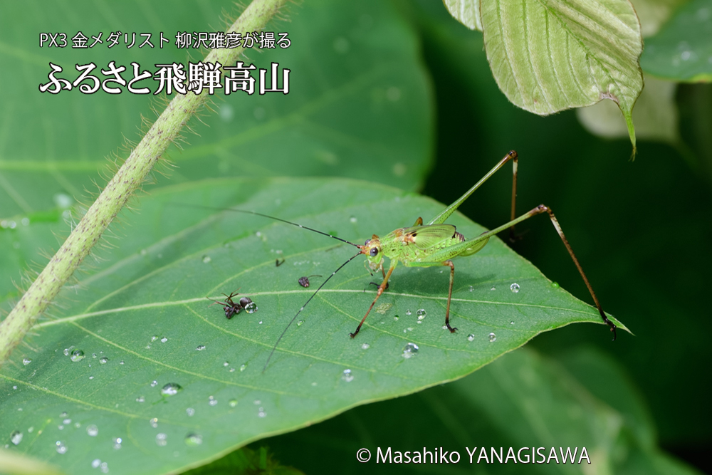 飛騨高山に棲むキリギリスとアリの写真です。