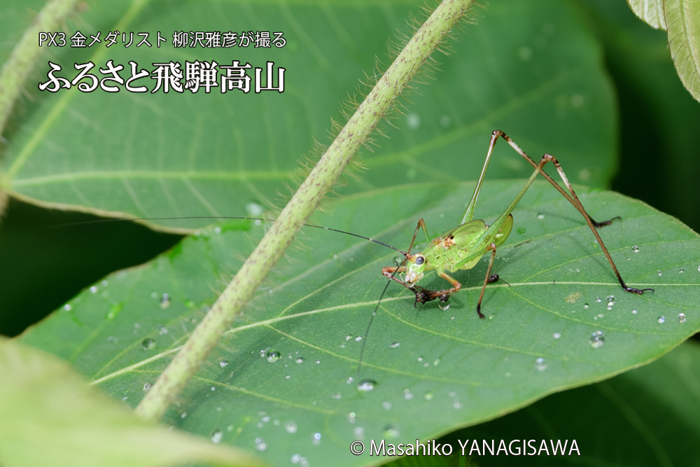 飛騨高山に棲むキリギリスとアリの写真です。