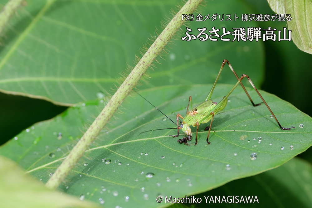 飛騨高山に棲むキリギリスとアリの写真です。