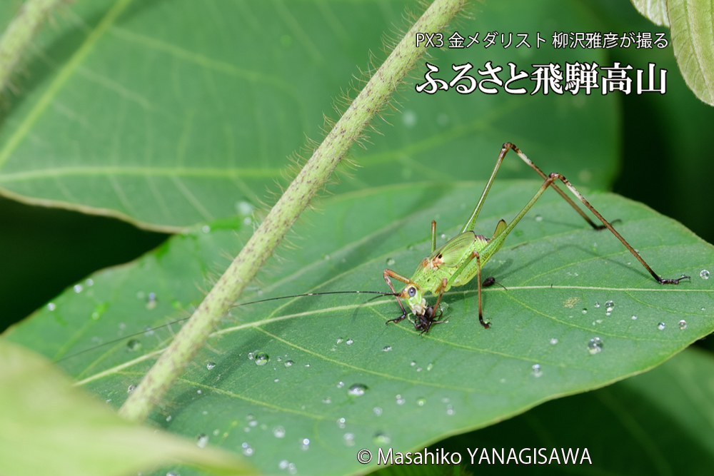 飛騨高山に棲むキリギリスとアリの写真です。