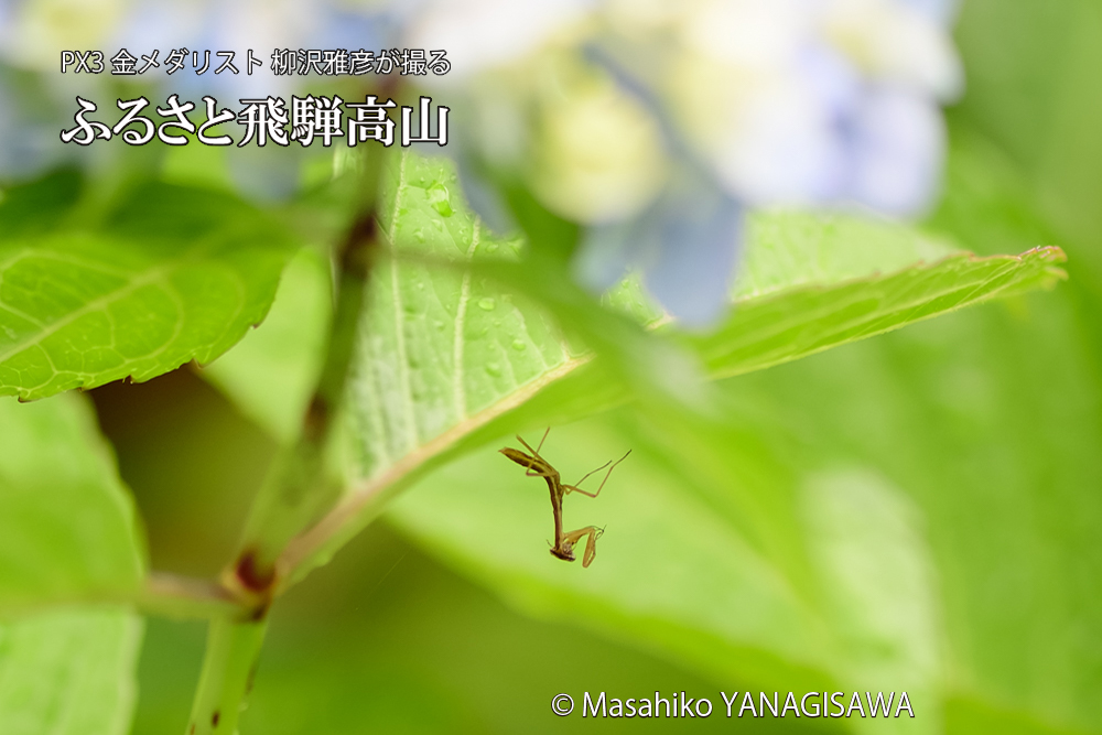 飛騨高山に棲むカマキリとクモの写真です。