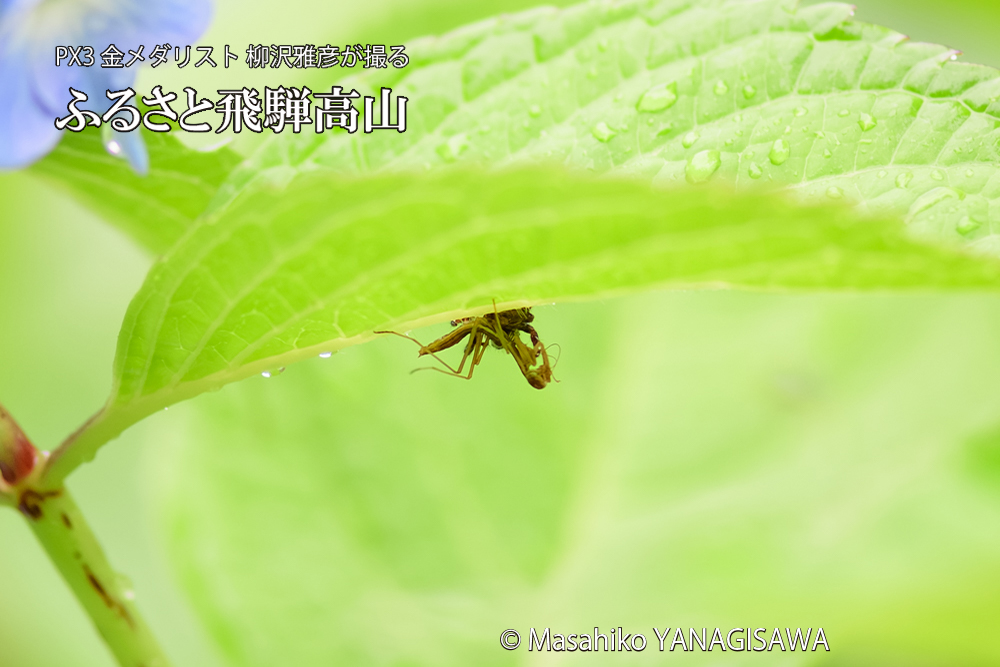 飛騨高山に棲むカマキリとクモの写真です。