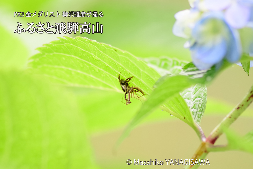 飛騨高山に棲むカマキリとクモの写真です。