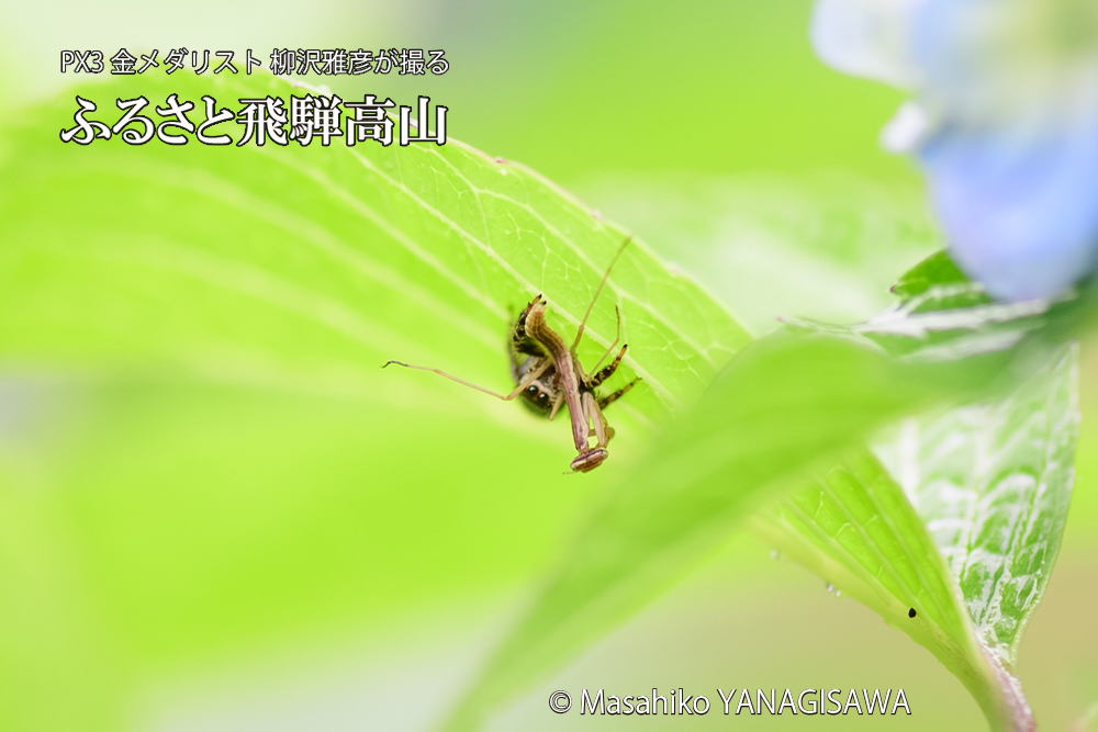 飛騨高山に棲むカマキリとクモの写真です。