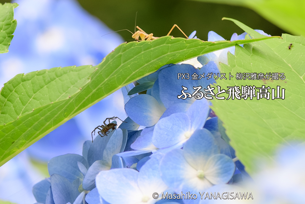 飛騨高山に棲むカマキリとクモの写真です。