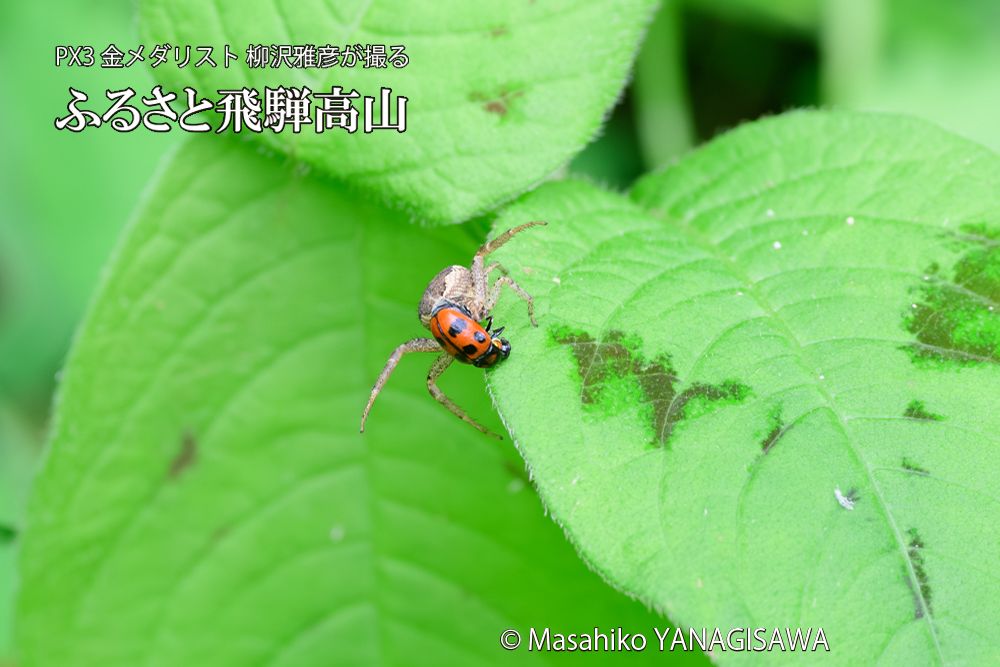 飛騨高山に棲むテントウムシとクモの写真です。