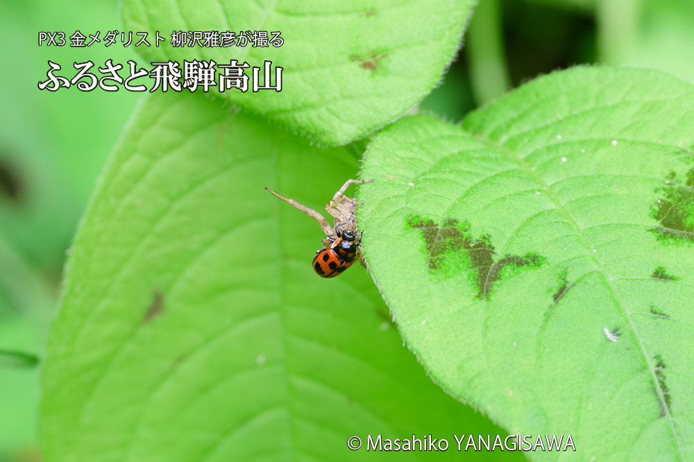 飛騨高山に棲むテントウムシとクモの写真です。