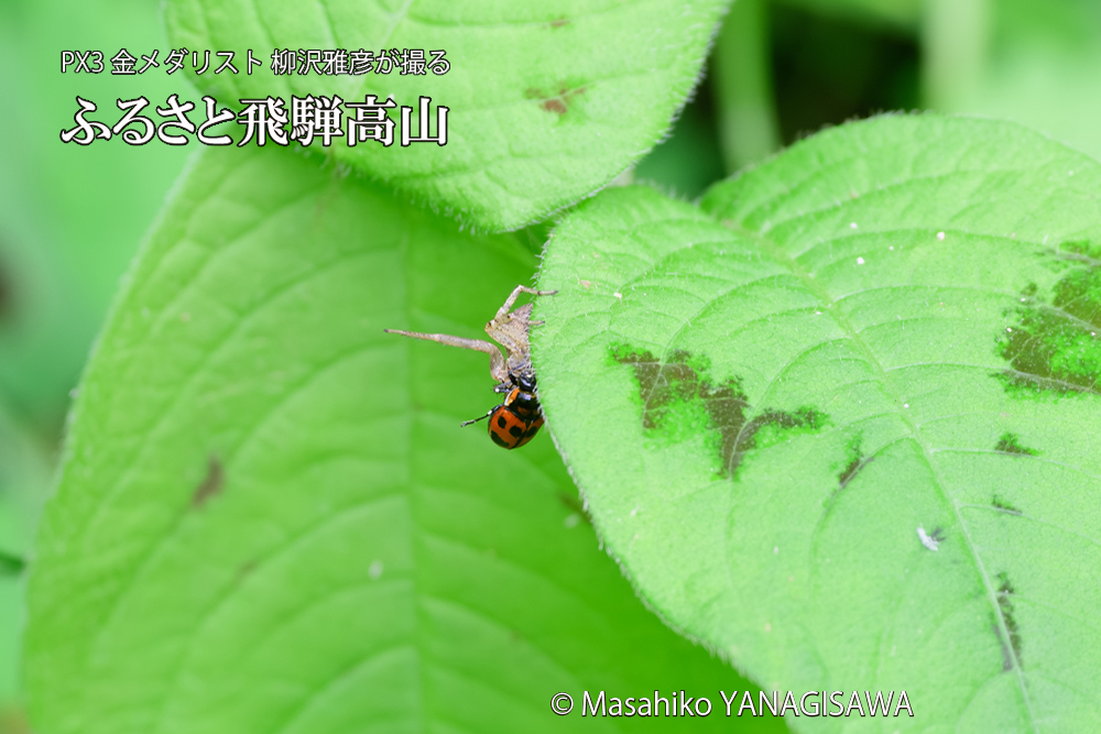 飛騨高山に棲むテントウムシとクモの写真です。