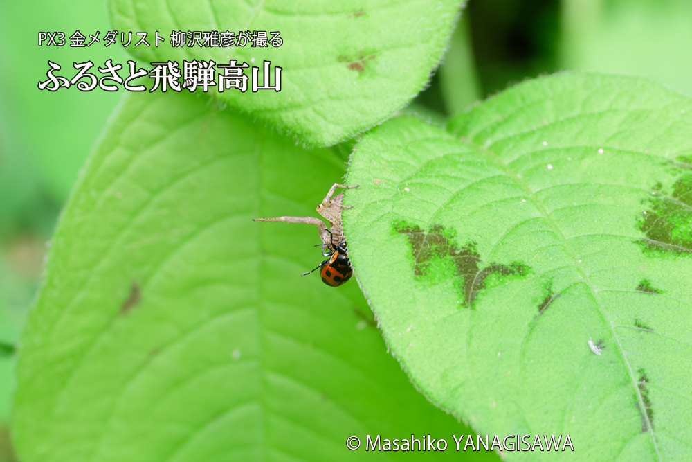 飛騨高山に棲むテントウムシとクモの写真です。