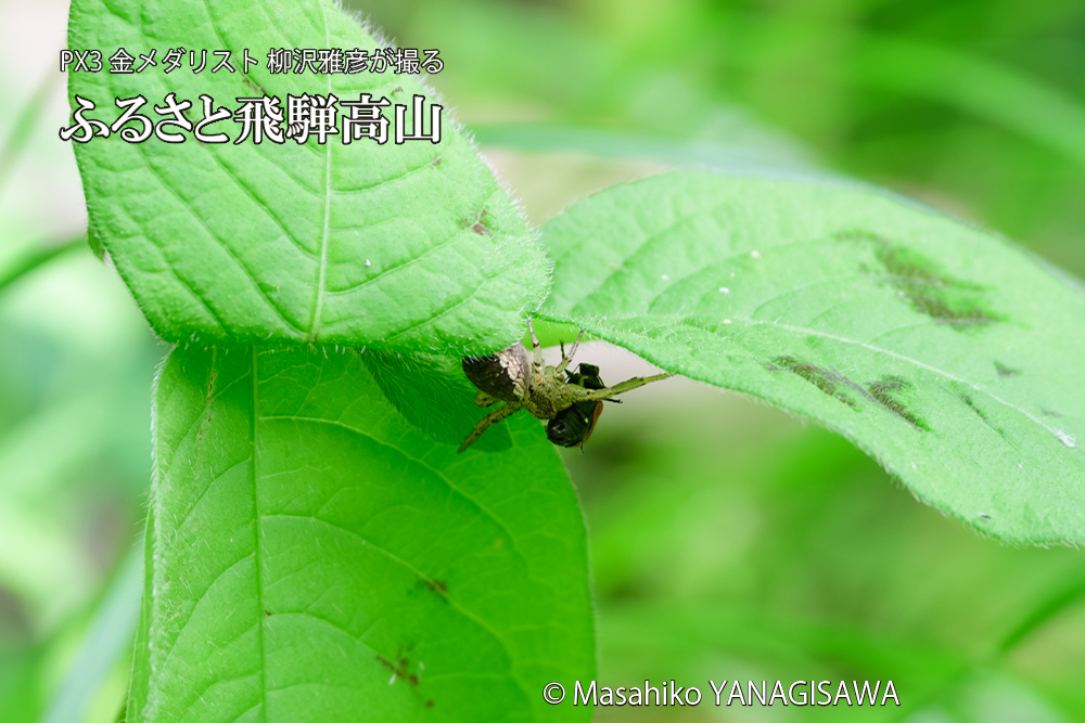 飛騨高山に棲むテントウムシとクモの写真です。