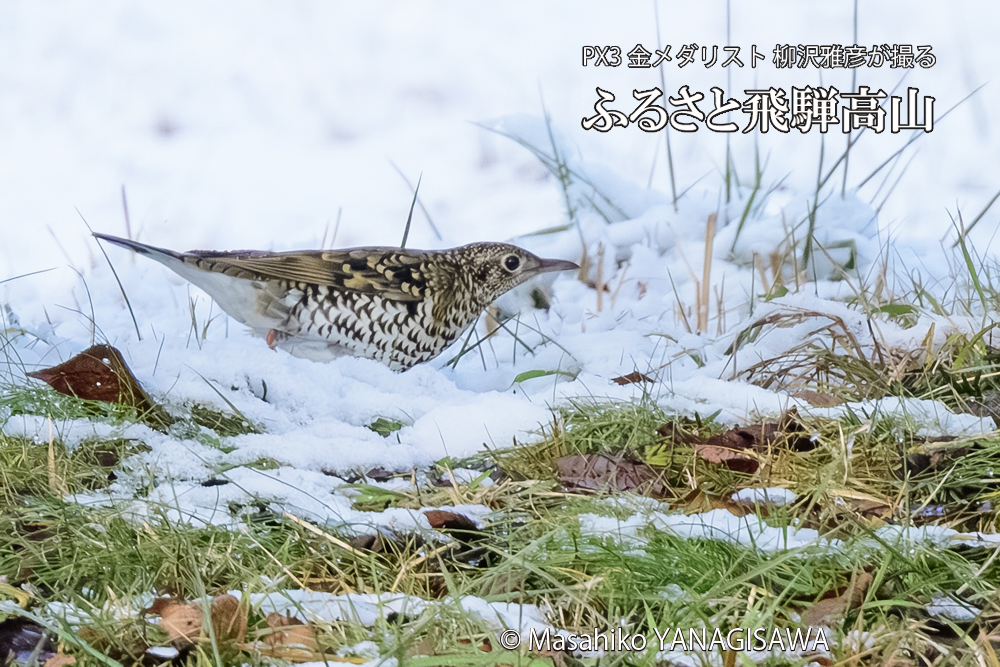 飛騨高山に棲むトラツグミの写真です。