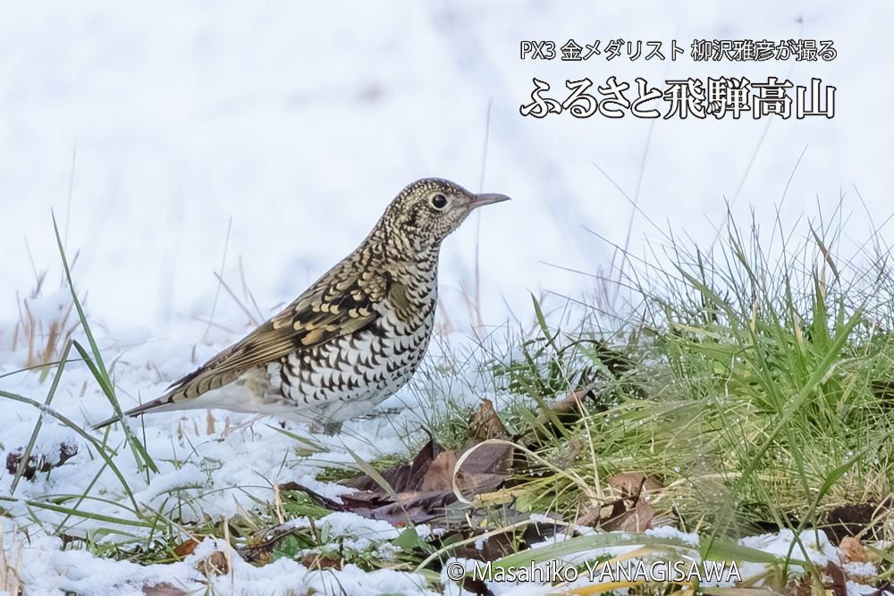 飛騨高山に棲むトラツグミの写真です。