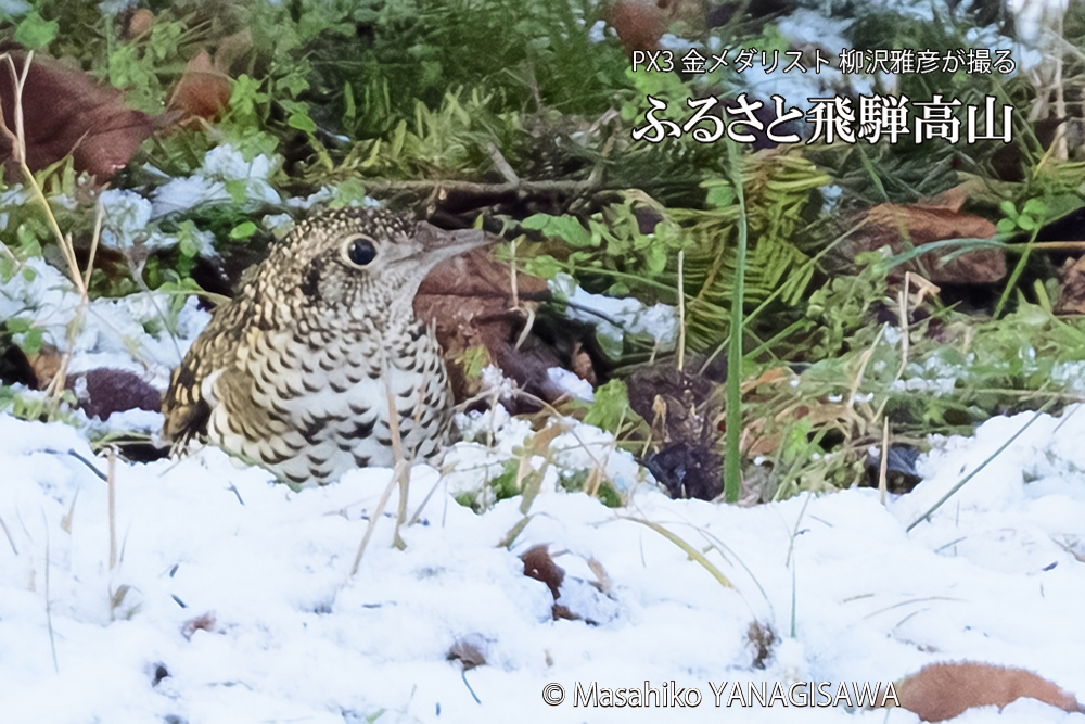 飛騨高山に棲むトラツグミの写真です。